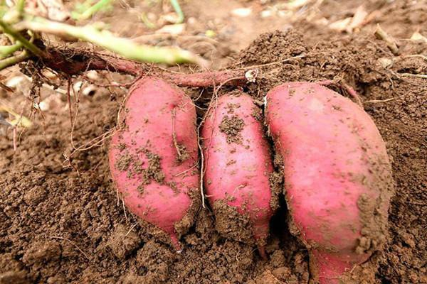 红薯正确的栽培方法,植株对光照要求很高