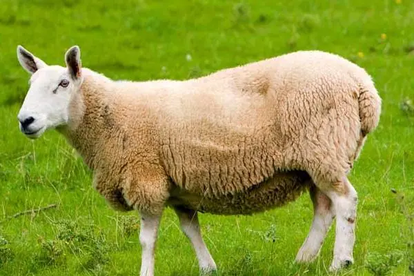 养羊技术及羊的养殖方法,选择合适的品种