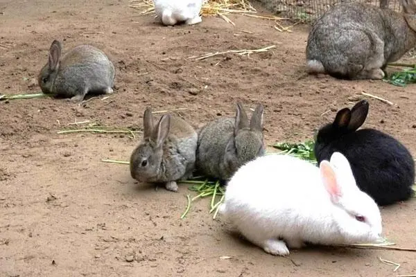 獭兔养殖技术，需要尽量避免频繁去兔舍