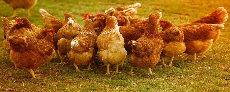 蛋鸡每天吃多少饲料，科学喂养规律揭秘