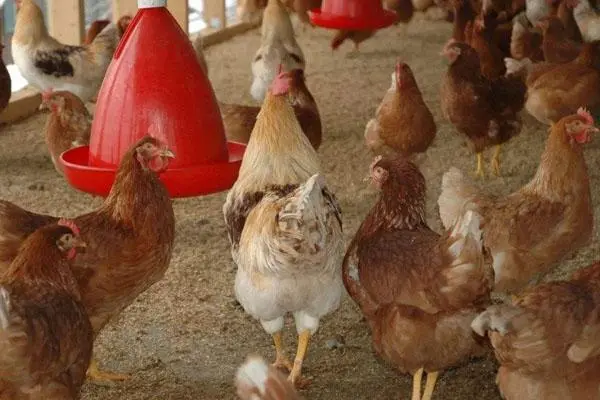 蛋鸡每天吃多少饲料，科学喂养规律揭秘