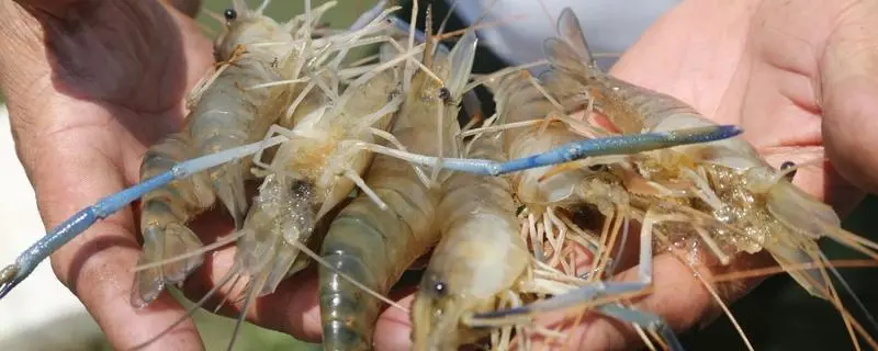 养殖虾一般是什么虾，常见的养殖虾种类
