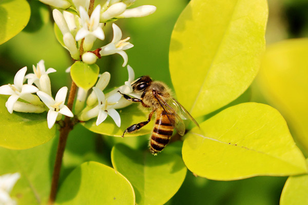 养蜂如何防胡蜂，有什么有效方法
