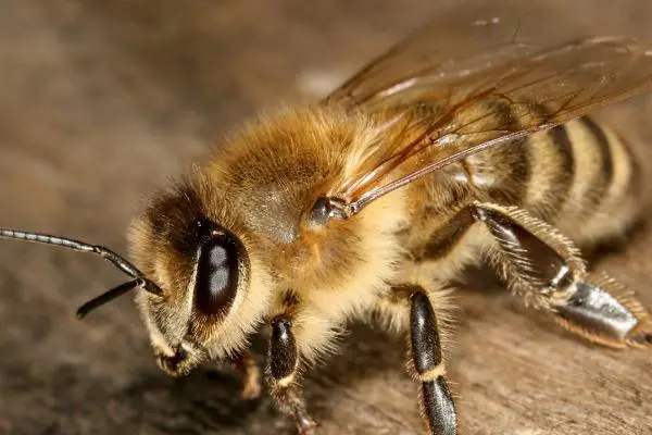 养蜂如何防胡蜂，有什么有效方法