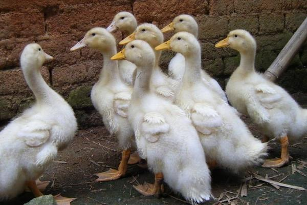 养殖鸭子的方法，鸭子的生长和产蛋需要充足的营养