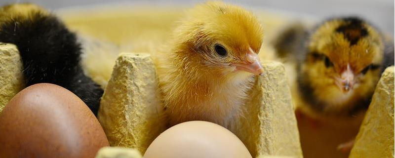 蛋鸡下蛋少是什么原因，增加蛋鸡产蛋量的诀窍