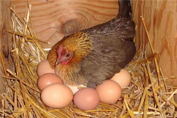 鸡开始叫了多久才会下蛋