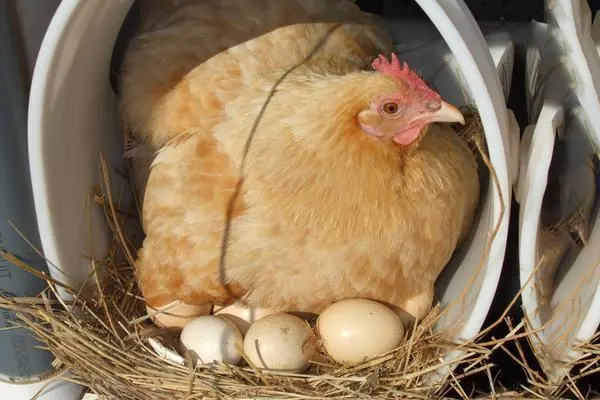 鸡开始叫了多久才会下蛋