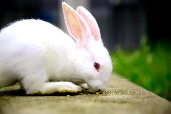 兔子吃什么草有营养长得快