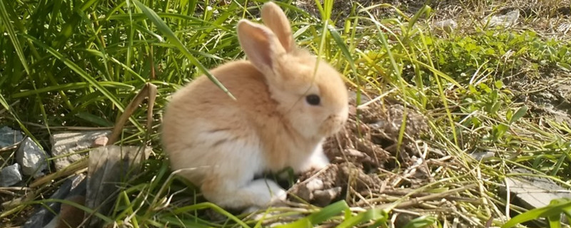 兔子吃什么草有营养长得快