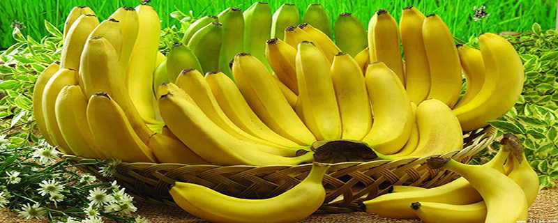 香蕉种植，管理五个阶段