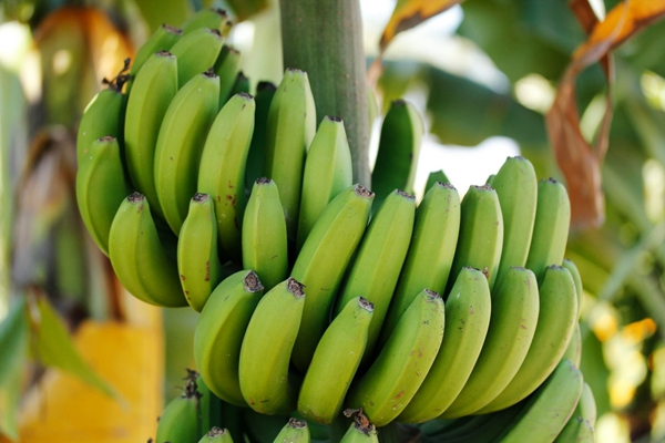 香蕉种植，管理五个阶段
