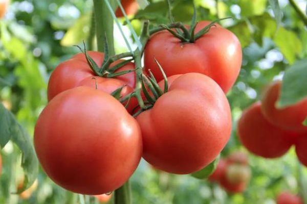 西红柿栽培与管理，全面了解西红柿种植技巧