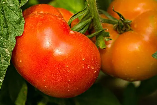 西红柿栽培与管理，全面了解西红柿种植技巧