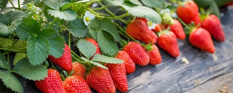 草莓大降价，冬天草莓价格多少钱一斤