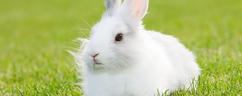 兔子的养殖技术，及注意事项