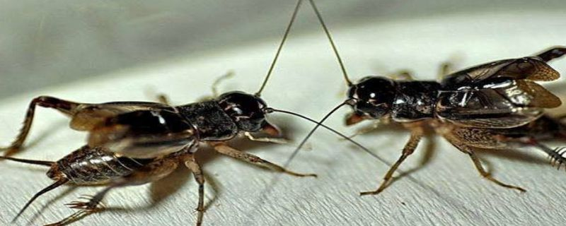 蟋蟀怎么养，为蟋蟀提供一个舒适的环境