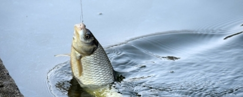 养鲫鱼的方法和技巧，选择适合的鱼塘是鲫鱼养殖的基础