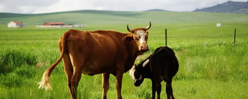 养牛场建设规划设计,高效利用土地资源