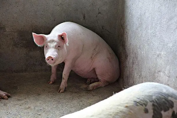 如何养猪，科学合理地使用配合饲料非常重要