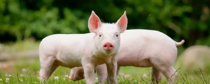 如何养猪，科学合理地使用配合饲料非常重要