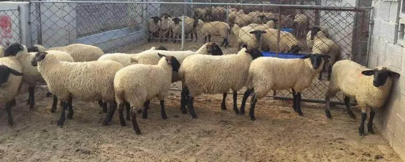 肉羊养殖成功的关键，肉羊怎么养殖