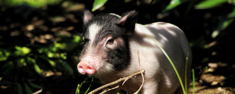 香猪如何养殖，香猪的饲养管理方法