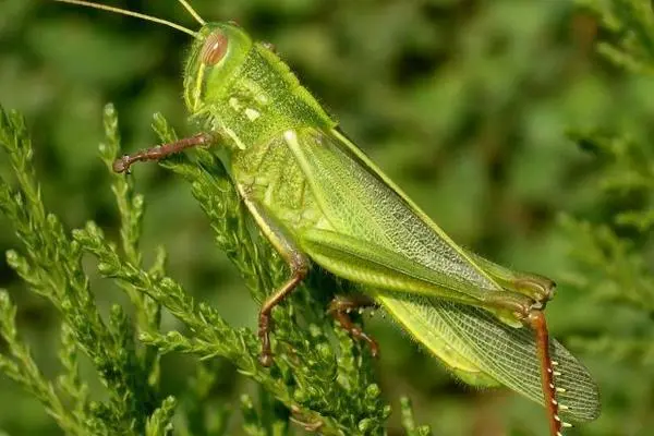 蝗虫幼虫类型，详解蝗虫幼虫的种类和特征