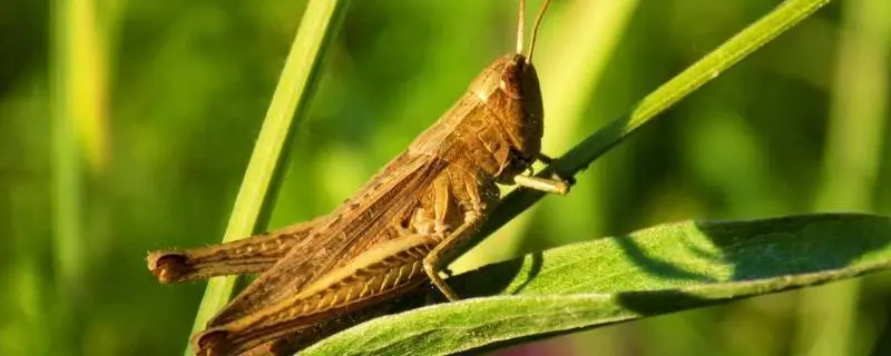 蝗虫幼虫类型，详解蝗虫幼虫的种类和特征