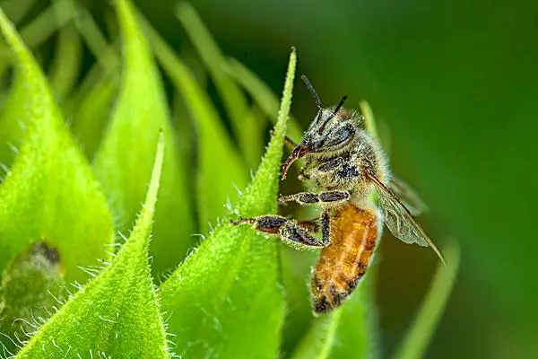 养蜜蜂的技巧和方法，保持蜂箱卫生对于蜜蜂养殖至关重要