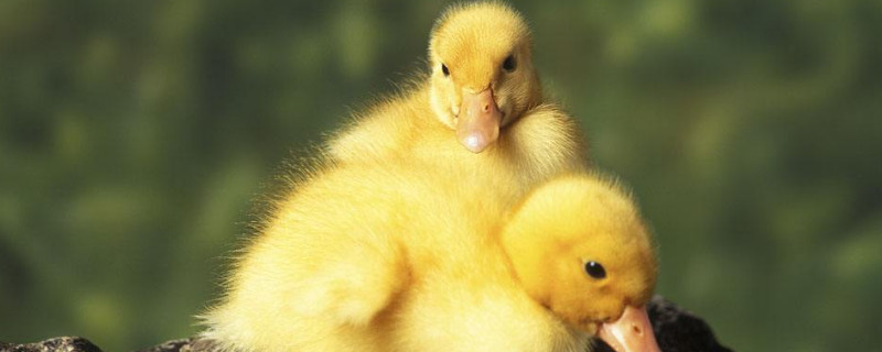 家庭养鸭子的方法，选择合适的品种