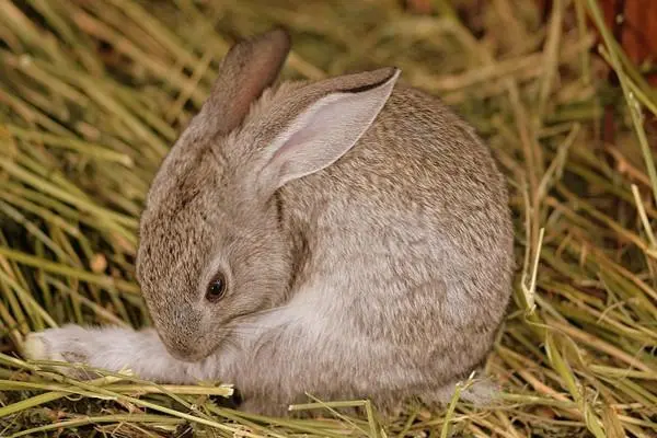 野兔的养殖技术，养殖管理