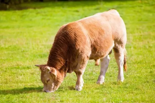 育肥牛品种，养殖技巧