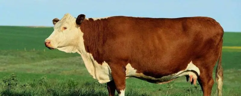 育肥牛品种，养殖技巧