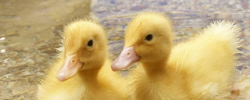 鸭子是怎么受精的呢，鸭子用什么器官繁殖