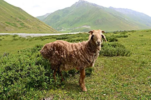 中国养羊最多的地方是哪里，全国养殖规模最大的羊肉产地
