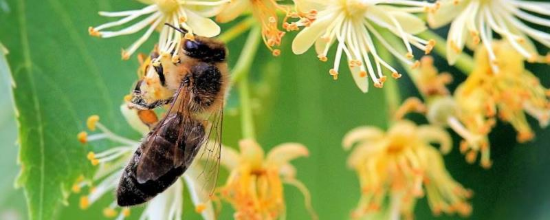 国蜂213种蜂王特点，全面了解国蜂不同种类的蜂王特点