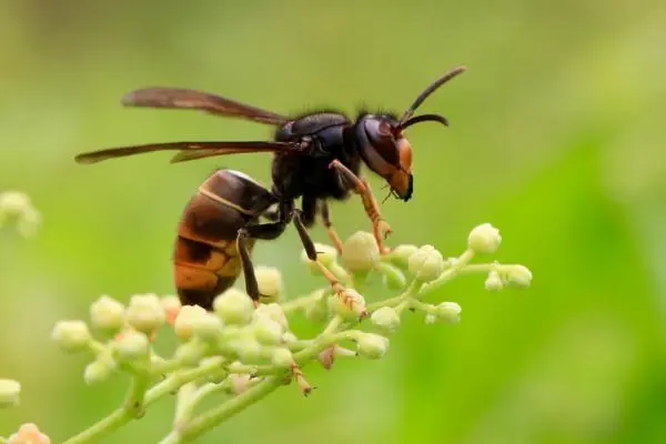 国蜂213种蜂王特点，全面了解国蜂不同种类的蜂王特点