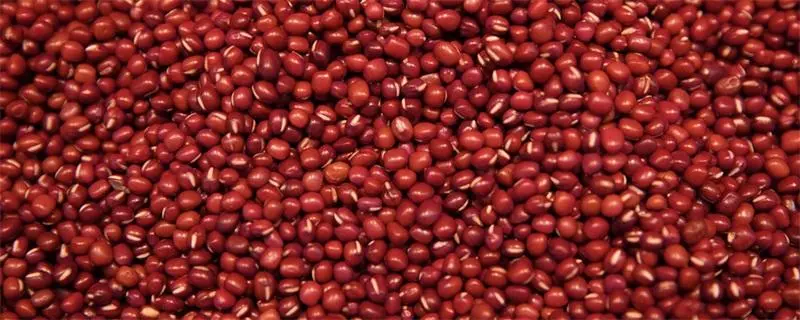 红豆怎么种植与栽培，详细步骤解析