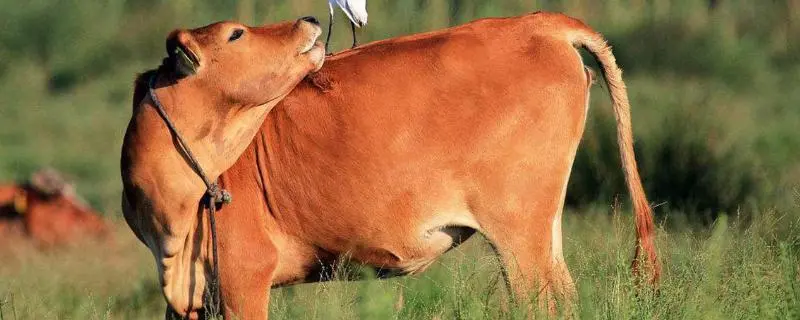 牛的养殖技术，饲喂是牛养殖的关键步骤
