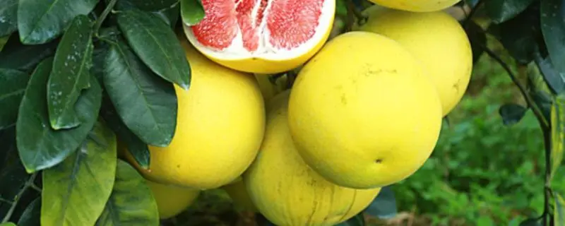 柚子可不可以放冰箱里面保存，正确的保存方法和注意事项是什么