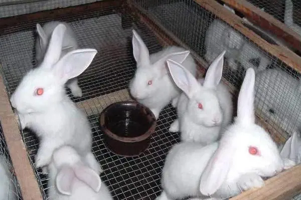 养殖兔子怎么管理，饲料饲养