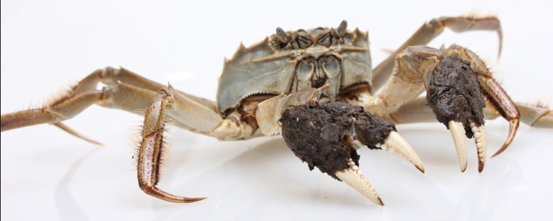 河蟹养殖方法和环境，河蟹对于水质有较高的要求