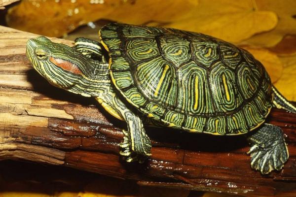 养巴西龟的适合温度，不能高于40度