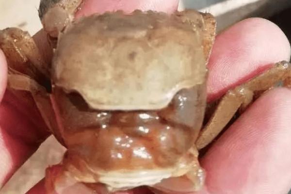 螃蟹壳为什么会变软，新壳会在数小时内变硬