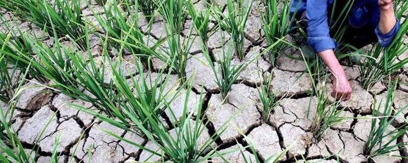 干旱天气施肥原则，肥料要深施入土并灌水压肥