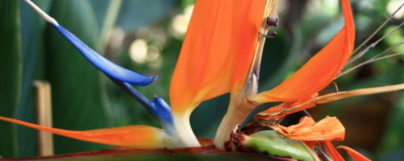 常见的天堂鸟植物品种，包括白花和无叶天堂鸟等种类