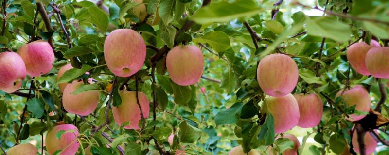 苹果树开花时间，通常集中在4-5月份开放
