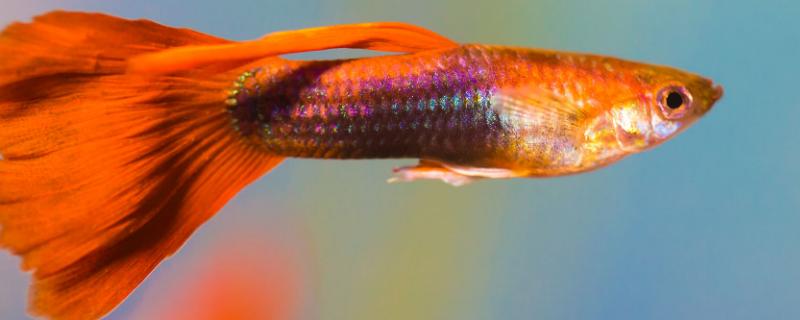 孔雀鱼烂尾巴的治疗方法，可在水中撒盐或使用红霉素