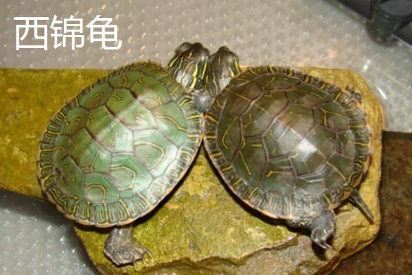 东锦龟西锦龟及南锦龟有什么区别，东锦龟具有圆点状花纹